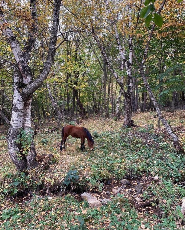 Glamping Wolf Mount Villa Margahovit Kültér fotó